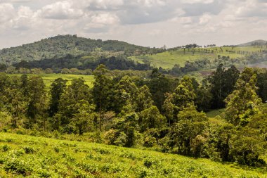 Fort Portal, Uganda yakınlarındaki krater gölü bölgesindeki Rweetera köyü yakınlarındaki çay tarlaları