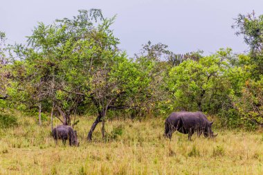 Ziwa Gergedan Sığınağı 'ndaki Güney Beyaz Gergedan (Ceratotherium simum simum), Uganda