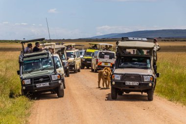 MASAI MARA, KENYA - 19 Şubat 2020: Safari araçları ve Kenya 'daki Masai Mara Ulusal Rezervi' nde bir aslan