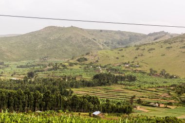 Güney Uganda 'nın yeşil manzarası
