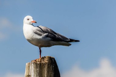 Kenya 'daki Naivasha Gölü' nde Gri Kapüşonlu Martı (Chroicocephalus cirrocephalus)