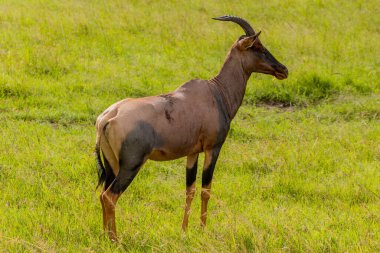 Topi (Damaliscus lunatus) Masai Mara Ulusal Rezervi, Kenya