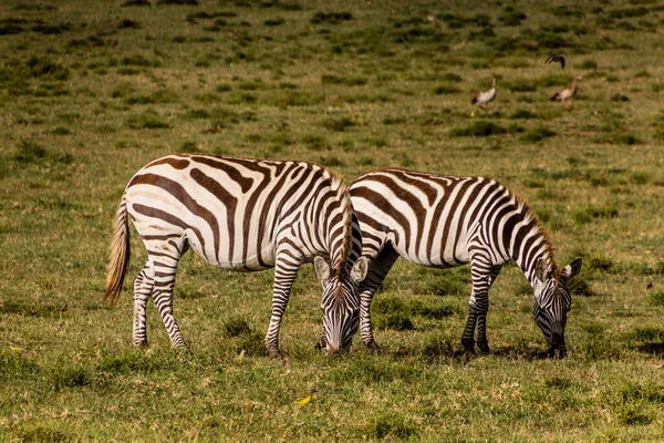 Zebras Burchell Equus Quagga Burchellii Crescent Island Game Sanctuary Lago — Fotografia de Stock