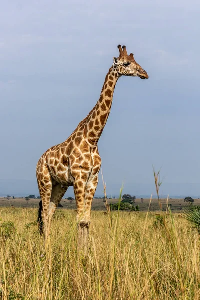 Murchison Falls Ulusal Parkı Uganda Zürafalar — Stok fotoğraf