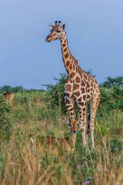 Giraffe Murchison Falls National Park Uganda — Stock Photo, Image