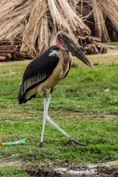 Marabou Stork Leptoptilos Crumenifer Κοντά Στο Κανάλι Kazinga Ουγκάντα — Φωτογραφία Αρχείου