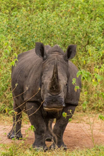 Южный Белый Носорог Ceratotherium Simum Simum Заповеднике Носорогов Зива Уганда — стоковое фото