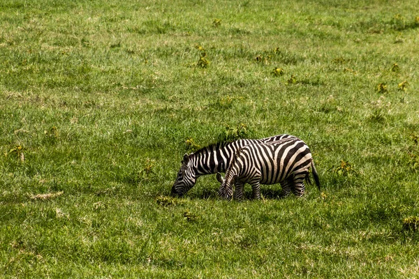 Zebras Hell Gate Nationalpark Kenia Der Fischerturm Sichtbar — Stockfoto