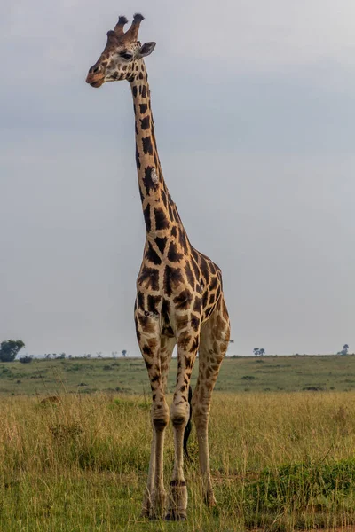 Girafe Dans Parc National Murchison Tombe Ouganda — Photo
