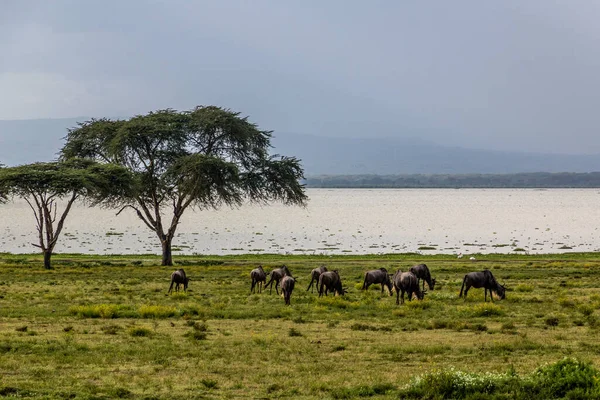 Wildebeest Crescent Island Game Sanctuary Lago Naivasha Quênia — Fotografia de Stock