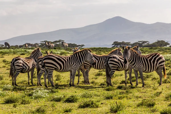 Burchell Zebras Equus Quagga Burchellii Crescent Island Game Sanctuary Naivasha — Stock Photo, Image
