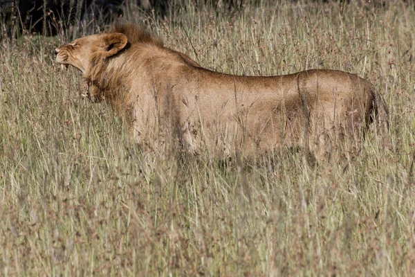 Lew Rezerwacie Narodowym Masai Mara Kenia — Zdjęcie stockowe