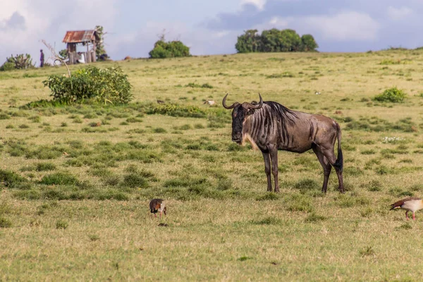 Wildebeest Crescent Island Game Sanctuary Jezeře Naivasha Keňa — Stock fotografie