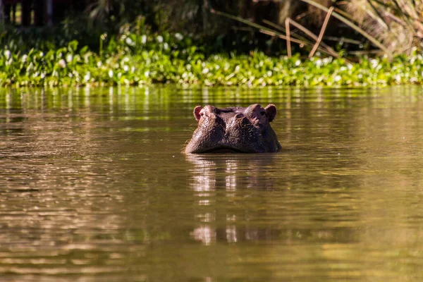 Flodhäst Hippopotamus Amfibius Vid Sjön Naivasha Kenya — Stockfoto