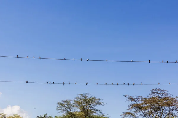 Barn Swallows Hirundo Rustica Wires Naivasha Lake Kenya — 图库照片