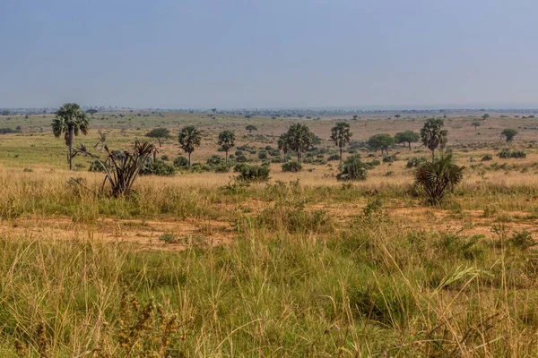 Krajobraz Parku Narodowego Murchison Falls Uganda — Zdjęcie stockowe