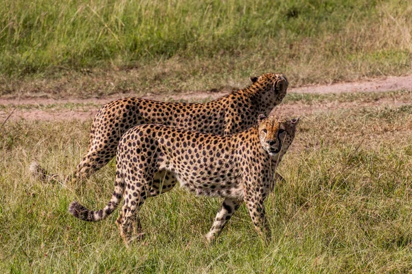 Gepárdok Kenyai Masai Mara Nemzeti Parkban — Stock Fotó