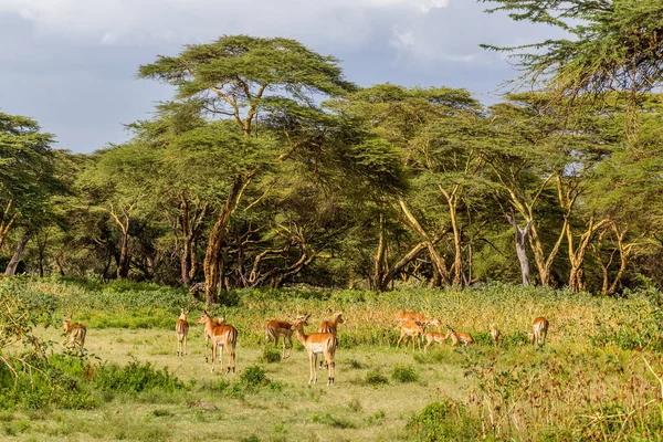 Impalas Aepyceros Melampus Crescent Island Game Sanctuary Lago Naivasha Quênia — Fotografia de Stock