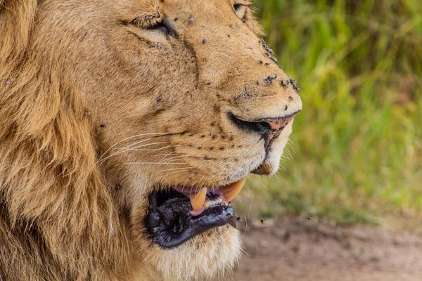 Lion\'s head covered in flies in Masai Mara National Reserve, Kenya