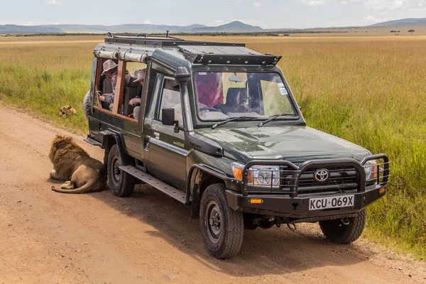 Masai Mara Kenya Fevereiro 2020 Veículo Safari Leão Descansando Sua — Fotografia de Stock