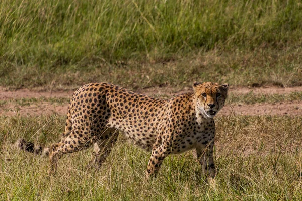 Gepárd Kenyai Masai Mara Nemzeti Parkban — Stock Fotó