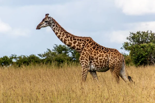 Giraffe Masai Mara National Reserve Kenya — Stock Photo, Image