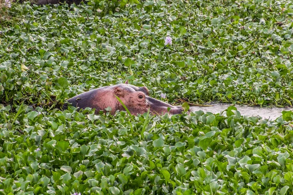 Hippopotame Dans Parc National Des Chutes Murchison Ouganda — Photo