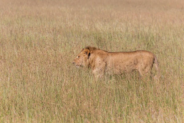 Leeuw Masai Mara National Reserve Kenia — Stockfoto