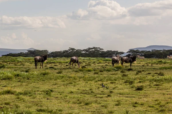 Wildebeest Crescent Island Game Sanctuary Lago Naivasha Quênia — Fotografia de Stock
