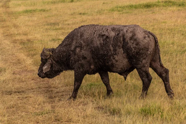 African Buffalo Syncerus Caffer Masai Mara National Reserve Kenya — Stock Photo, Image