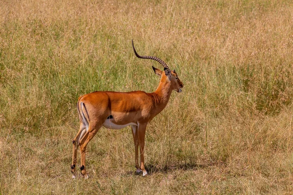 Közös Impala Aepyceros Melampus Kenyai Masai Mara Nemzeti Parkban — Stock Fotó