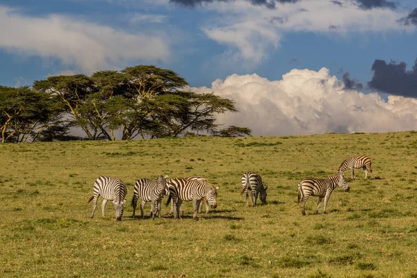 バーチェルのゼブラス Equus Quagga Burchelli ケニアのナイヴァシャ湖にあるクレセント島ゲームサンクチュアリ — ストック写真