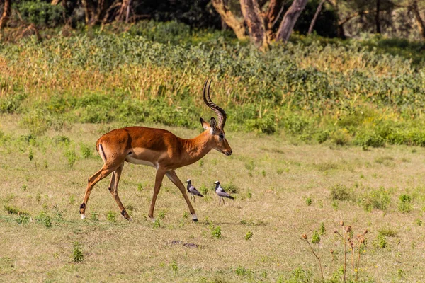 Impala Aepyceros Melampus Crescent Island Game Sanctuary Nad Jeziorem Naivasha — Zdjęcie stockowe