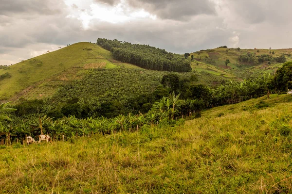 stock image Banana plantations in the crater lakes region near Fort Portal, Uganda