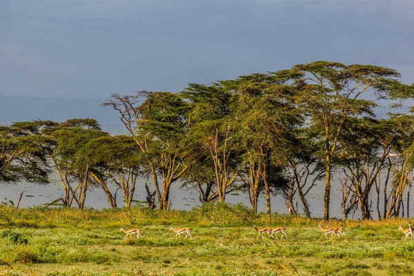 Thomson Gazelle Eudorcas Thomsonii Crescent Island Game Sanctuary Lago Naivasha — Fotografia de Stock