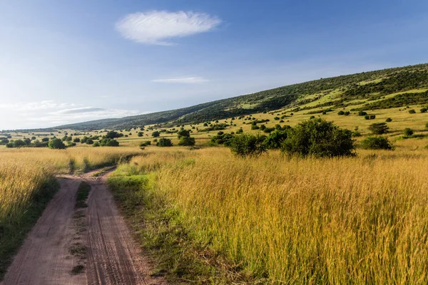 Kenya 'daki Masai Mara Ulusal Rezervi manzarası