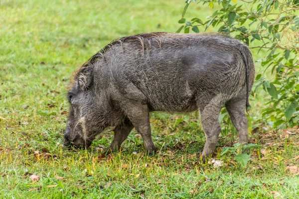 Östra Warthog Phacochoerus Africanus Massaicus Ziwa Rhino Sanctuary Uganda — Stockfoto