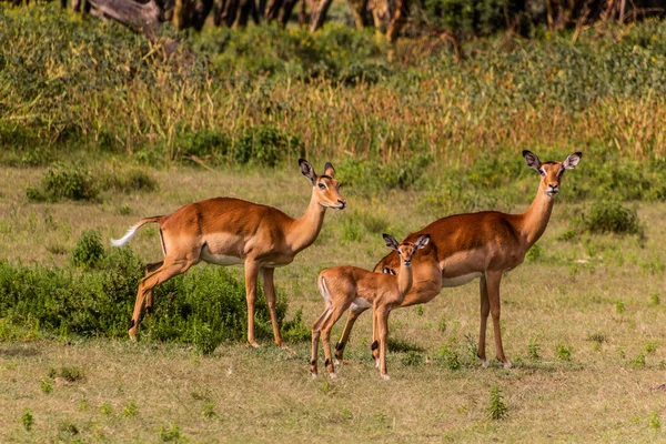 Impalas Aepyceros Melampus Bij Crescent Island Game Sanctuary Naivasha Lake — Stockfoto