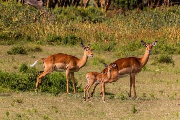 Impalas Aepyceros Melampus Crescent Island Game Sanctuary Nad Jeziorem Naivasha — Zdjęcie stockowe