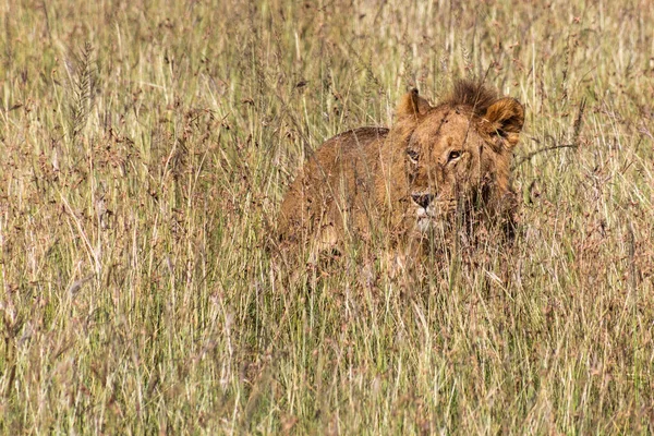 León Reserva Nacional Masai Mara Kenia — Foto de Stock