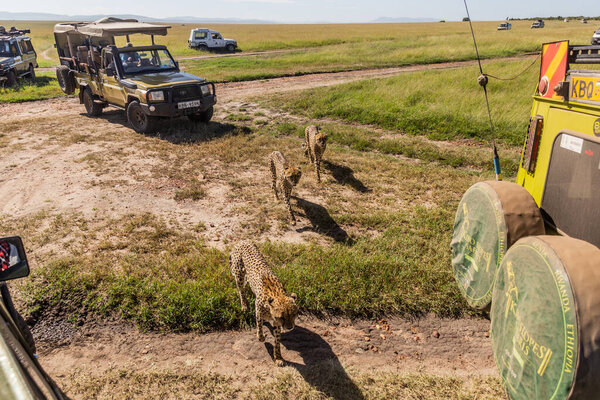 MASAI MARA, KENYA - FEBRUARY 19, 2020: Safari vehicles and cheetahs in Masai Mara National Reserve, Kenya
