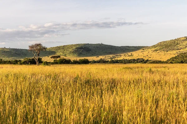 肯尼亚Masai Mara国家保护区景观 — 图库照片