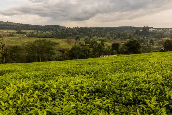 肯尼亚Kericho附近的茶园 — 图库照片