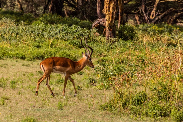 Impala Aepyceros Melampus Crescent Island Game Sanctuary Danau Naivasha Kenya — Stok Foto