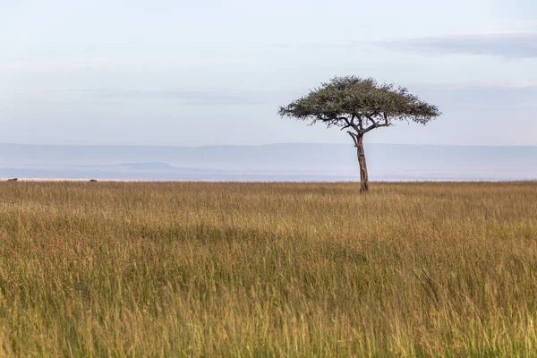 Paisagem Reserva Nacional Masai Mara Quênia — Fotografia de Stock
