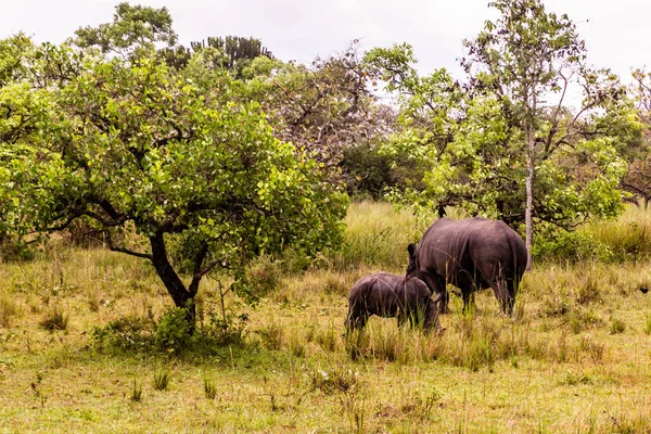 Południowy Nosorożec Biały Ceratotherium Simum Simum Ziwa Rhino Sanctuary Uganda — Zdjęcie stockowe