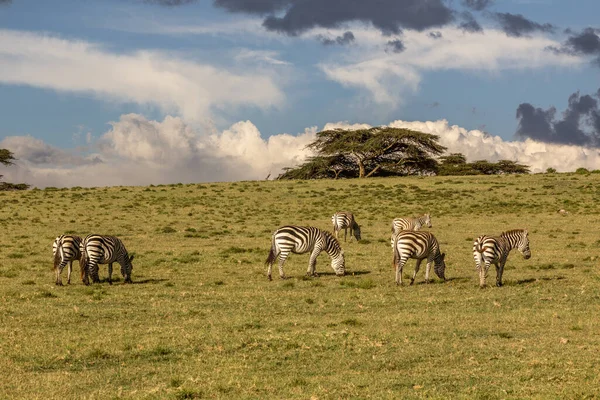 Burchell Zebras Equus Quagga Burchellii Crescent Island Game Sanctuary Naivasha — Stock Photo, Image