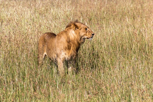 León Reserva Nacional Masai Mara Kenia —  Fotos de Stock