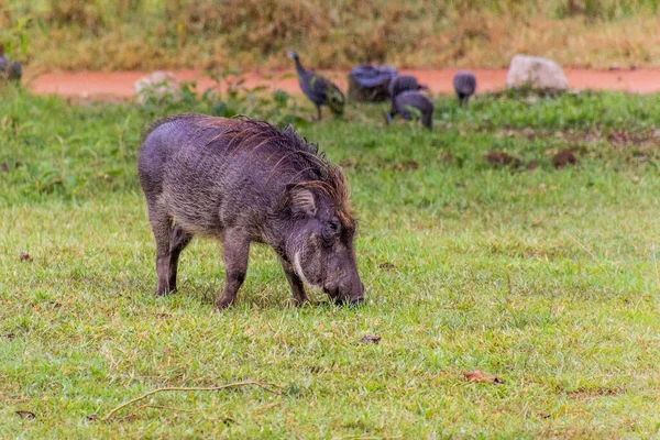Eastern Warthog Phacochoerus Africanus Massaicus Ziwa Rhino Sanctuary Uganda — Stock fotografie