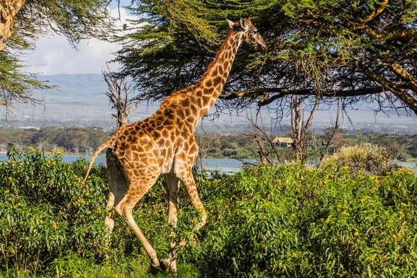 Masai Žirafa Žirafa Tippelskirchi Ostrově Crescent Zvěře Útočiště Jezeře Naivasha — Stock fotografie